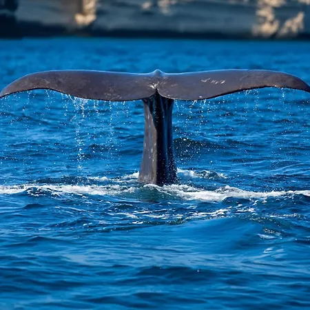 Lankanholmen * Andenes