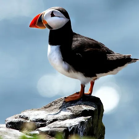 Lankanholmen Tatil Evi