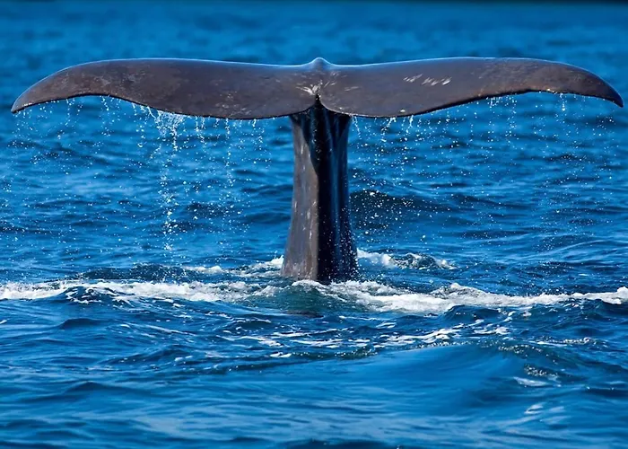 Lankanholmen * アンデネス